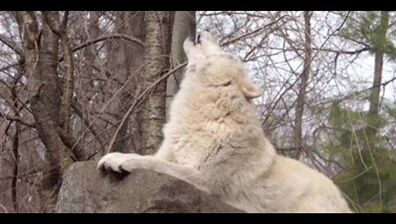 Wolves Howling to Neutral Milk Hotel