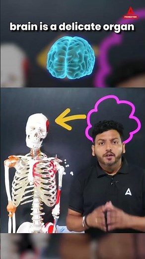 How Does the Skull Protect the Brain? 🧠#science #cbseboardexams #adda247class9and10 #biology
