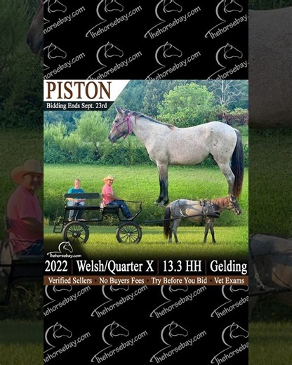 Bay Roan Ride & Drive Pony for Sale 💎 #pony #horsesforsale