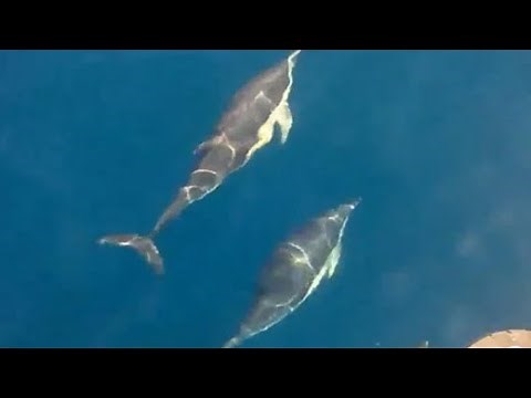 Caught On Camera: Dolphins Playfully Swim Alongside Boat