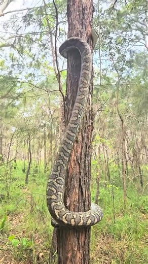 5.3K views · 42 reactions | درختوں پر سانپ کیسے چڑھتا ہے #heshteg #PakistanAgriculture #form #italian #papolr #farming # | Pakistan Agriculture Forum | Facebook