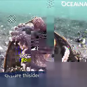 Learn what species are included in the class Cephalopoda! | Oceana