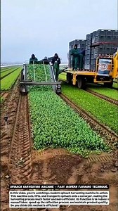 Spinach Harvesting Machine – Fast Modern Farming Technique.