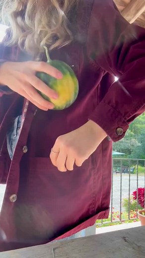 29 reactions · 5 comments | Just a little watermelon 凉 No need to pack a snack when you’ve got a tiny watermelon in your pocket!! Right from our backyard melon patch this summer  #superseeds #watermelon #homegardener #homegarden #veggies | Pinetree Garden Seeds | Facebook