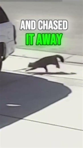 Hero Cat Saves Child From Dog Attack 🐈