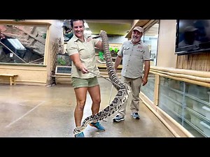 Learning to handle venomous snakes