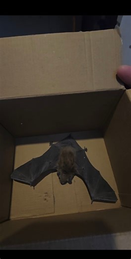 -Allo Robin! -Oui. -Batman a besoin d'aide. Je m'apprêtais à rentrer chez Costco lorsque tout à coup, mon cellulaire rouge se met à sonner. Un message d'urgence vient de rentrer. Alexandre Lépine et Shawn Kennedy, en faisant des travaux de rénovation, venait de trouver, nul autre que Batman en situation de détresse. Modifiant mon horaire instantanément, je pris aussitôt la route pour me présenter sur les lieux en moins de 20 minutes. La suite en vidéo. Parce que nous avons la faune à cœur ❤️ #lo