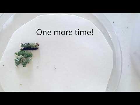 Bug Bowl 2021: When Caterpillars Throw their Poo