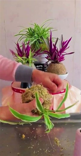 Growing variegated spiderwort in sphagnum moss#shortvideo #plantingtips #gardingvlog #spiderplants