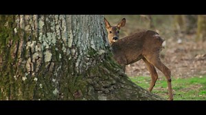 Après l'affiche, découvrez dès maintenant la bande-annonce de #LeChêne ! 🌳🐿️ Un film d’aventures pour toute la famille de Laurent Charbonnier et Michel Seydoux, au cinéma le 23 février 2022. | Gaumont