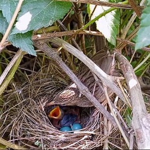 279K views · 5.7K reactions | First Chirp of a Baby Babbler Rare Bird Moment | Lovely Bird Family | Facebook