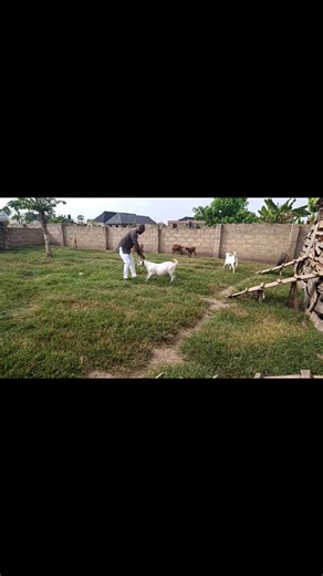 CHOOSING A GOOD BREEDING MALE EITHER LOCAL BREED OR EXOTIC BREED WE DETERMINE OFFSPRING KID. Physical & Structural Traits Body: Well-muscled, broad chest, deep body, strong legs, straight back, good overall robustness. Head/Neck: Strong, masculine head with a well-fleshed, proportionate neck. Legs & Feet: Strong, well-placed legs with strong pasterns and dark, well-formed hooves for hardiness. Rump/Thighs: Broad, long rump that doesn't slope too much, with fully fleshed buttocks and thighs. Repr