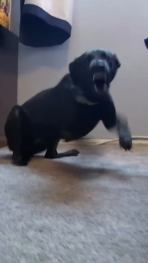 "In this #Cesar911 Short, Cesar meets Izzy, a territorial aggressive dog. It is important to be aware of our energy and body language around our dogs. It can affect their behaviors and give the wrong signals to our dogs. Cesar uses a leash to teach how we can create boundaries with our dog." | Cesar Millan