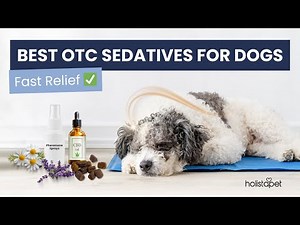 The Best Over the Counter Sedatives for Dogs