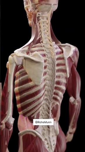 3D Back Muscle Anatomy Explained #anatomy #aiart #healthbenefits #shortvideo #science