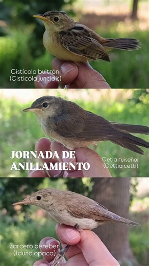 Anillamiento científico Río Guadiana