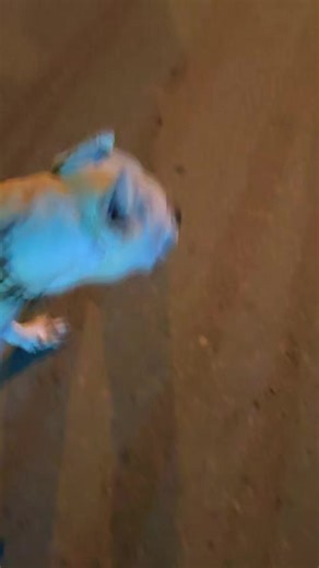 Dogo Argentino: La Raza de Perro Que Debes Conocer