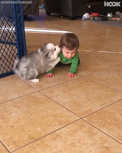 235K views · 4.4K reactions | “Hello small hooman”  | The Hook | Facebook