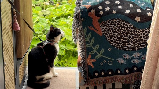 📍 Reiss Sands, Wick, Scotland One of my favorite moments from our 2 month road trip round the Scottish coast this summer. The sunset was mind blowing. It was so peaceful the following morning too. This is what slow travel is all about… #theroaminghind #theroaminghindroadtrip #theroaminghindscotland #theroaminghindnc500 #theroaminghindnorthcoastscotland | The Roaming Hind