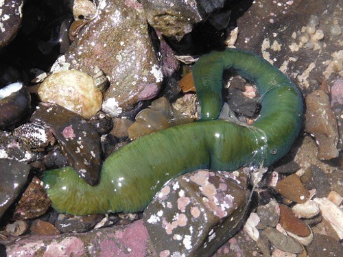 エイリアンワームことリボンワームの生態！日本名ヒモムシ、その巨大さは異次元！【alien worm】