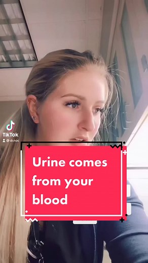 Path of Water from Drinking to Urine Excretion Explained