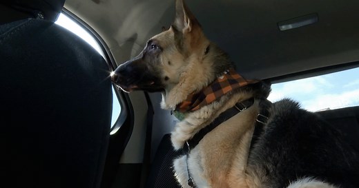 'They just need love': Niagara SPCA program helping dogs find forever homes