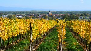 Vineyards of Berrwiller in Alsace