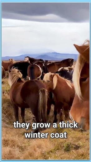 The Survival Secret of Wild Horses – Built for the Harshest Worlds | #animalshorts #wildlife