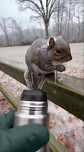 Squirrel Covered in Ice After Freezing Rain… Then This Happens 🐿️❄️