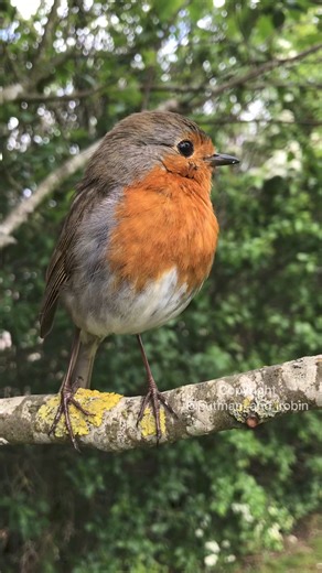 94K views · 12K reactions | The sound of music  殺The robin sings throughout the year and brings all who hear it nostalgia and cheer. Have a lovely day.This is Bob the robin❤️ | Putman and Robin | Facebook