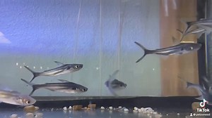 Meet the sleek and powerful Black Ear Pangasius Catfish! With its distinctive black marking and streamlined body, this unique fish adds a bold touch to large aquariums. Known for its active nature and impressive size, it's perfect for experienced fish keepers looking to create a dynamic tank. Have you ever kept one of these river giants? Share your thoughts!  #BlackEarPangasius #CatfishLife #AquariumGiants #FishKeeping #PetZoneSD | Pet Zone Tropical Fish, San Diego, California | Facebook