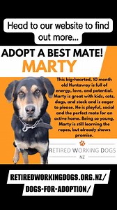 🐾 Adopt a Best Mate! 🐾 ⁉️ 𝐈𝐟 𝐲𝐨𝐮 𝐰𝐞𝐫𝐞 𝐭𝐨 𝐚𝐝𝐨𝐩𝐭 𝐚 𝐝𝐨𝐠, 𝐰𝐡𝐨 𝐰𝐨𝐮𝐥𝐝 𝐲𝐨𝐮 𝐜𝐡𝐨𝐨𝐬𝐞⁉️ Not every working dog finds their calling on the farm. Some are young, eager, and just not cut out for work. Others have done their time and are ready to swap the ute for a backyard and a best mate. These dogs are still looking for their forever homes - can you help? Find out more about these dogs here: https://retiredworkingdogs.org.nz/dogs-for-adoption/ | Retired Working Dogs NZ 