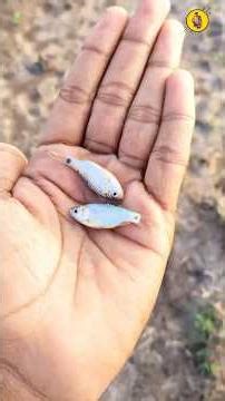 The day water reaches the fields shows the farmer’s hard work..🌾🌱 | #youtubeshorts #trending#farmers