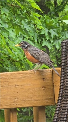 The American Robin (Turdus Migratorius) Bird Enjoying the Rain #birds