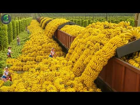 Modern Farming Machines Harvest Millions of Tons in Massive Operations