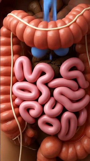 How Human Waste Forms Inside the Body | Realistic 3D Digestive Animation