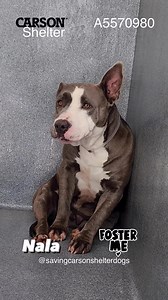 15K views · 1.7K reactions | Rescued  by @loveslegacyrescue...