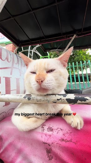 My biggest heart break this year 💔 and my biggest regret 😭 missing you extra today, my Olaf. Birthday mo tomorrow, kaya naglakas loob ako na i-browse videos mo. I’m sorry ulit, baby Olaf 😢 sobrang miss ko na ikaw. Thank you bb ko sa almost 3 years. No pain na jan olaf ko. 😔 Thank you at hinayaan mo akong i-adopt kita at maging furbaby ko. I love you bb Olaf! 😢♥️ Dec 31, 2022 - Oct 26, 2025 🕊️