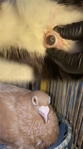 Animal Botfly Removal — Instant Relief! #botfly