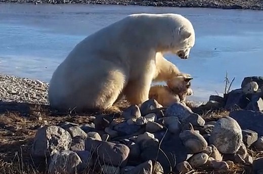 Polar bear stuns onlookers by petting dog instead of eating it