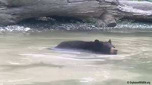 3.3K views · 283 reactions | Is it a bear? Is it an alligator? Is it a shark? Is it Judy? Nobody knows. | Orphaned Wildlife Center | Facebook