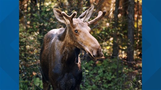 DEEP advises drivers to watch for moose