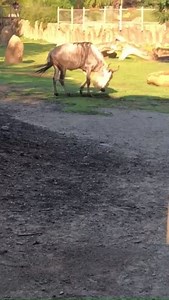48K views · 2K reactions | Mike the wildebeest trying to make a comfy spot to lay down. | Cincinnati Zoo & Botanical Garden | Facebook