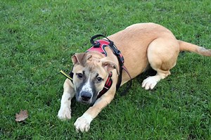 13 loveable dogs and puppies looking for forever homes in Liverpool