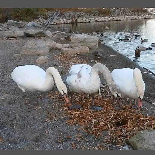10K views · 642 reactions | These three Mute Swan siblings were very busy redecorating their beach. Rearranging sticks and leaves is definitely a swan thing! #swan #swans #muteswan #muteswans #itsaswanthing | Mute Swan Society | Facebook