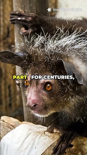 The Aye-Aye – Nature’s Creepiest Primate