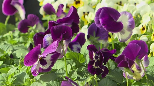 Plant cool season flowers now for blooms before summer heat hits