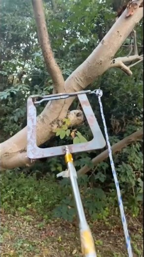 Genius Way to Get a Rope Over a Tree Branch