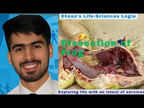 Dissection of Frog