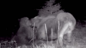 Angriper elgen - så kommer ulven